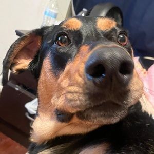 Meet your Posher, Julian